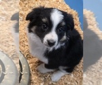 Dolly - Female Miniature Australian Shepherd Puppy for Sale - Photo #2