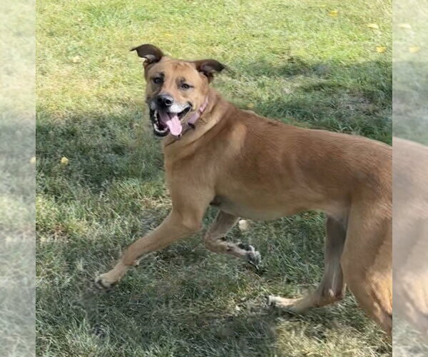 Medium Photo #14 Mutt Puppy For Sale in Fargo, ND, USA
