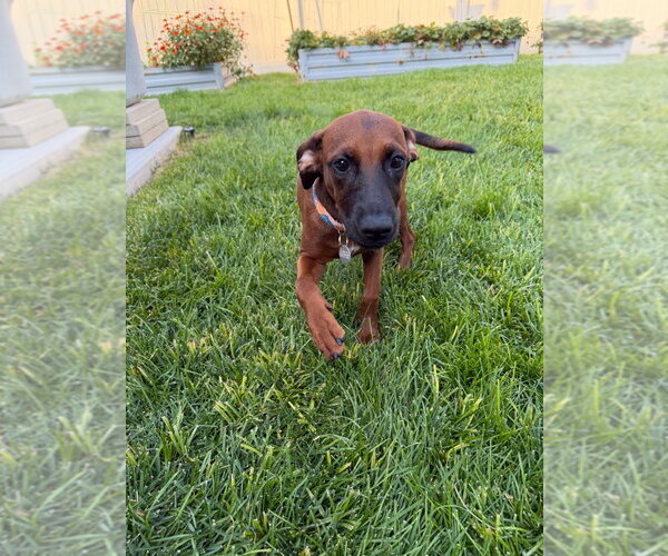 Medium Photo #1 Labrador Retriever-Unknown Mix Puppy For Sale in Salt Lake City, UT, USA