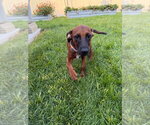 Little Red - Female Labrador Retriever-Unknown Mix Dog for Adoption - Small photo