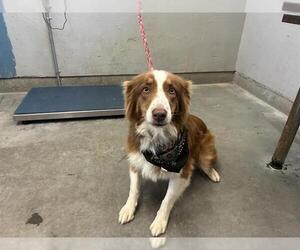 Australian Shepherd Dogs for adoption in Camarillo, CA, USA