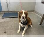 *KEELY - Female Australian Shepherd Dog for Adoption - Small photo