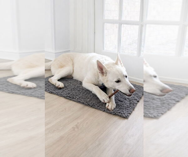 Medium Photo #5 Siberian Husky-Unknown Mix Puppy For Sale in Euless, TX, USA