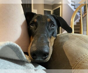 Erika - Female Doberman Pinscher Dog for Adoption - Photo #2