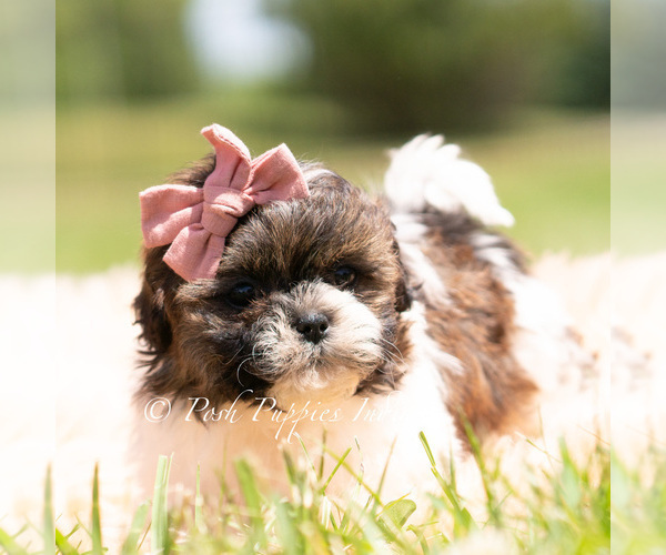 Medium Photo #3 Shih Tzu Puppy For Sale in WARSAW, IN, USA