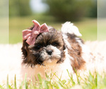 Small Photo #36 Shih Tzu Puppy For Sale in WARSAW, IN, USA