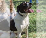 Small #2 Labrador Retriever-Treeing Walker Coonhound Mix