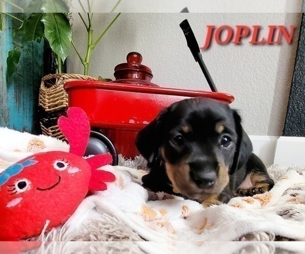 Medium Photo #7 Dachshund Puppy For Sale in THORNTON, CO, USA