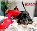 Small Photo #7 Dachshund Puppy For Sale in THORNTON, CO, USA