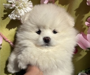 Pomeranian Puppy for sale in CASTLE HAYNE, NC, USA