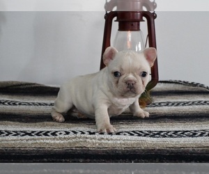 French Bulldog Puppy for sale in BECKS MILLS, OH, USA