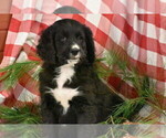 Small Photo #2 Bernedoodle Puppy For Sale in ELDORADO, OH, USA