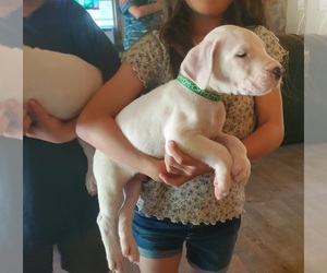Dogo Argentino Puppy for sale in BELGRADE, ME, USA