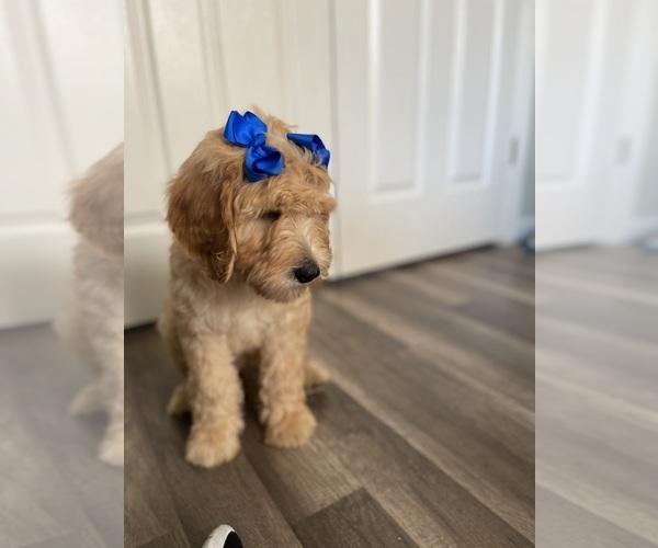 Medium Photo #1 Goldendoodle Puppy For Sale in PITTSBURG, CA, USA