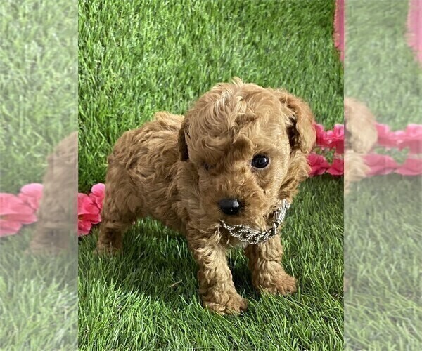 Medium Photo #10 Poodle (Toy) Puppy For Sale in ALEXANDRIA, VA, USA