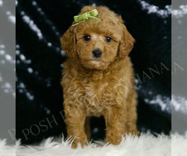 Medium Photo #2 Goldendoodle (Miniature) Puppy For Sale in WARSAW, IN, USA