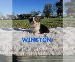 Puppy Winston American Corgi