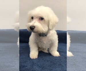 Bichon Frise Dogs for adoption in Lincolnwood, IL, USA