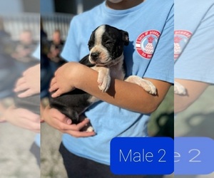 Boston Terrier Puppy for sale in UPTON, KY, USA