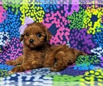Small Photo #3 Cavapoo Puppy For Sale in QUARRYVILLE, PA, USA