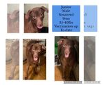 Small Photo #2 Chihuahua-Labrador Retriever Mix Puppy For Sale in Virginia Beach, VA, USA