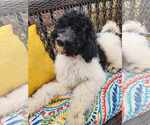Small #2 Poodle (Standard)