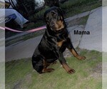 Small Photo #1 Rottweiler Puppy For Sale in FORT WORTH, TX, USA