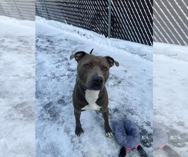 Medium Photo #3 American Staffordshire Terrier-Staffordshire Bull Terrier Mix Puppy For Sale in Calgary, Alberta, Canada