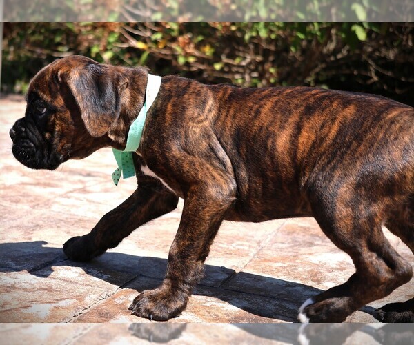 Medium Photo #11 Boxer Puppy For Sale in MAYSVILLE, GA, USA