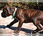 Small #10 Boxer