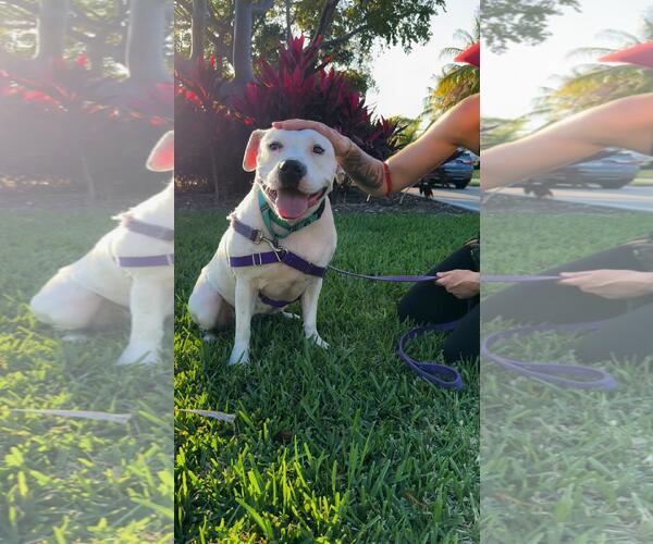 Medium Photo #9 Mutt Puppy For Sale in Pompano Beach , FL, USA