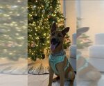 Small #1 German Shepherd Dog Mix