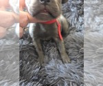 Small #5 Cane Corso
