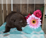 Small Photo #15 Labrador Retriever Puppy For Sale in GREENWOOD, WI, USA