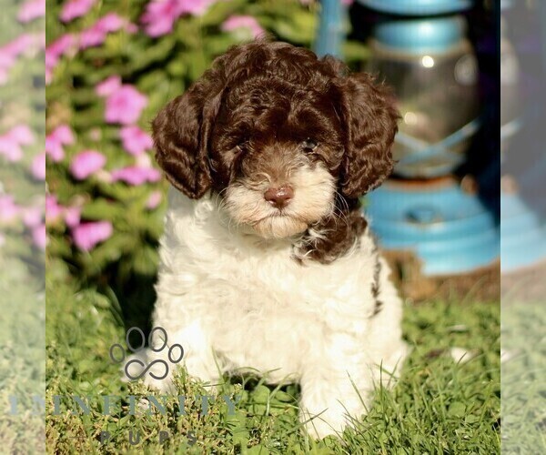 Medium Photo #1 Cavapoo Puppy For Sale in QUARRYVILLE, PA, USA
