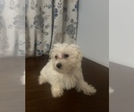 Small #6 Maltese