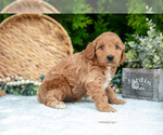 Small Photo #21 Cavapoo Puppy For Sale in KIRKWOOD, PA, USA