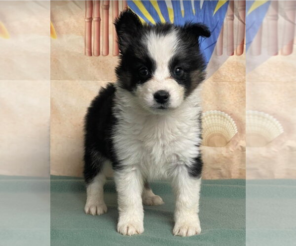 Medium Photo #1 Border Collie Puppy For Sale in Lakewood, CO, USA