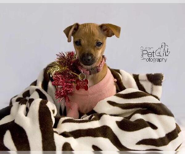 Medium Photo #7 Chiweenie Puppy For Sale in San Diego, CA, USA