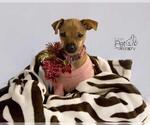 Small #6 Chiweenie