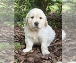 Puppy Sassafras Sassy English Cream Golden Retriever