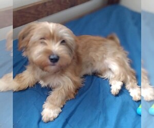 Yorkshire Terrier Puppy for sale in JOHNSTOWN, PA, USA