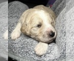 Small Photo #30 Goldendoodle Puppy For Sale in HOWARD CITY, MI, USA