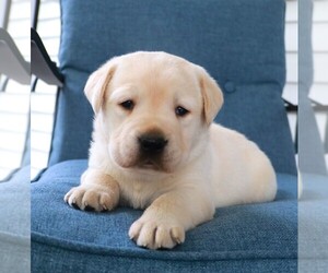 Labrador Retriever Puppy for sale in SYRACUSE, IN, USA