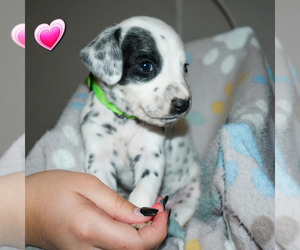 Dalmatian Puppy for sale in AVONDALE, AZ, USA