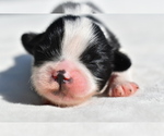 Small #3 Shih Tzu