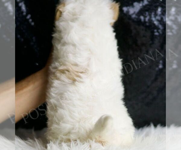 Medium Photo #5 Maltipoo Puppy For Sale in WARSAW, IN, USA