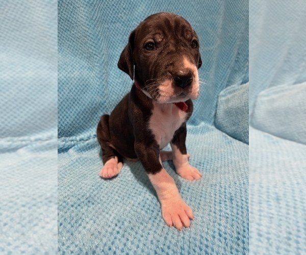 Medium Photo #2 Great Dane Puppy For Sale in PENSACOLA, FL, USA