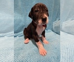 Small Photo #2 Great Dane Puppy For Sale in PENSACOLA, FL, USA
