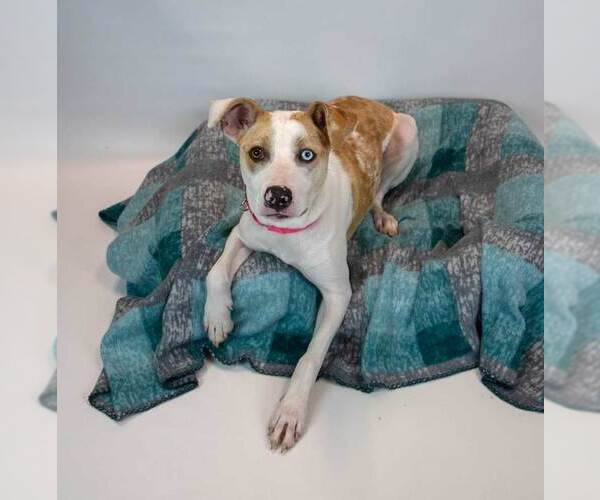 Medium Photo #12 Mutt Puppy For Sale in Kennesaw, GA, USA